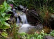 pond_fish